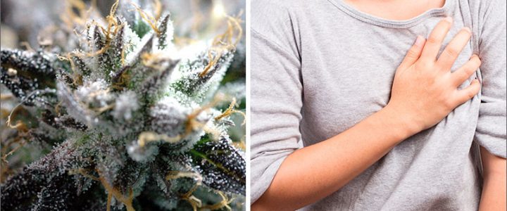 Camphene The Cannabis Terpene That Fights Cardiovascular Disease