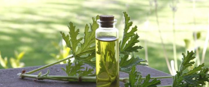 Five Essential Oils That Can Combat Digestive Disorders