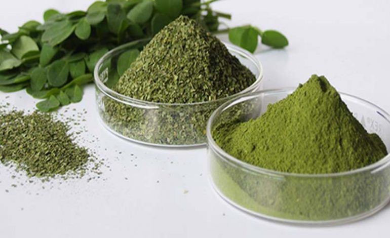Moringa – The Herb That Treat Cancer And Stops Diabetes