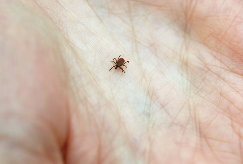 Did You Get Bit By A Lyme-Infested Tick Here's What To Do source-Stephen Reiss for NPR